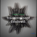 Trachtenknopf Edelweiß – 2-Loch Knopf – TK-121AS – Clean Showcase